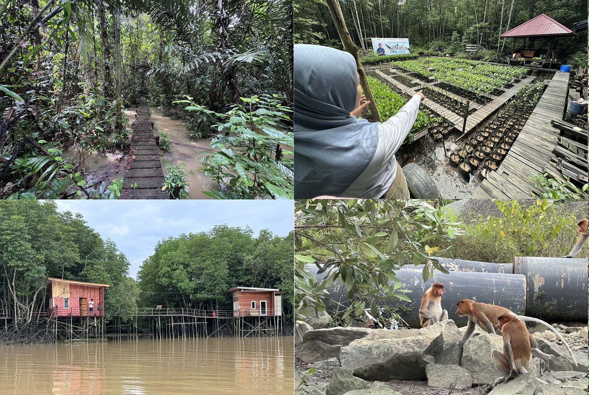 Fotos van natuurreservaten, lokale experts, mangrove-kwekerij en groep neusapen