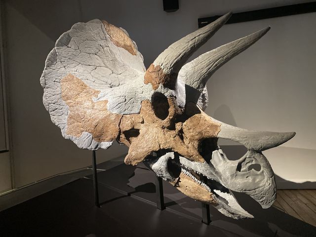 Skull 21, een triceratops schedel gemaakt uit fossiele en 3D geprinte onderdelen.
