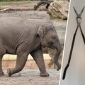 DEMO frees elephant from long stick in trunk