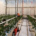 Tomaatjes groeien dankzij artificiële intelligentie