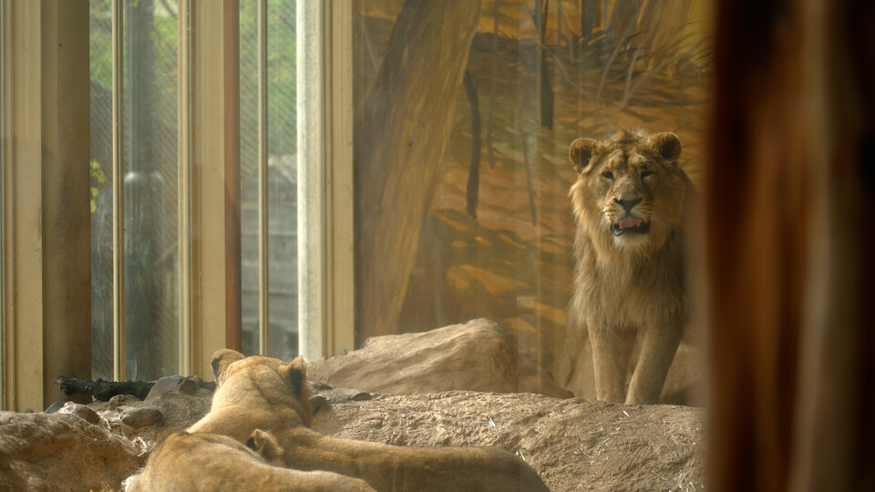 Lions at Blijdorp zoo