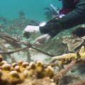 AI en satelliet versnellen bescherming koraalriffen