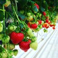 Research into strawberry waste