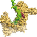 Unravelling  how DNA is looped with DelftBlue and experiments