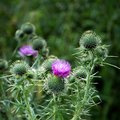 [CANCELED] 26/09 Thistles Picking Competition
