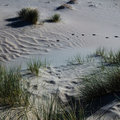 Goed nieuws: De duinvoet stijgt sneller dan de zeespiegel aan de Nederlandse kust