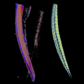 Publication Jos van Rooij on polarization contrast optical diffraction tomography (ODT) in Biomedical Optics Express