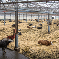 Project ‘Cowborgs in the polder’: from designed dairy landscapes to nitrogen crisis