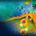 Bacteriofagen als mogelijk alternatief voor antibiotica