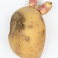 Een frisse blik op aardappelgroei