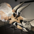 Triceratops ‘Skull 21’ exhibition