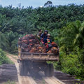 Op weg naar duurzame palmolie
