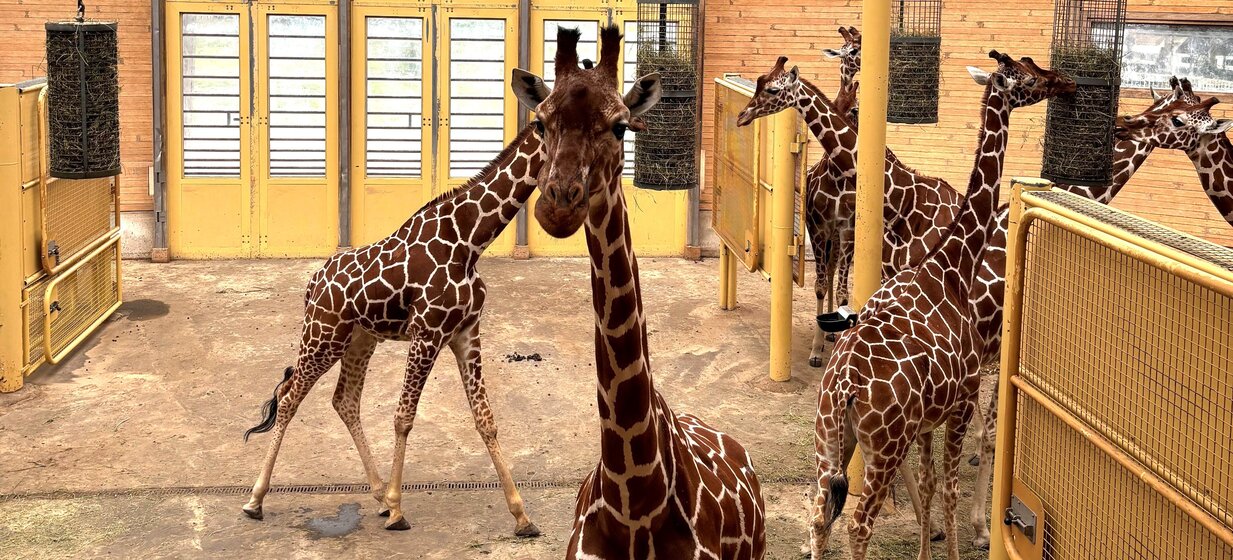 Giraffe enclosure in Blijdorp zoo