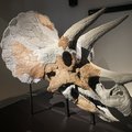 Unieke tentoonstelling triceratopsschedel ‘Skull 21’
