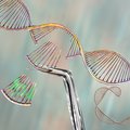 Researchers discover mechanism disrupting CRISPR-Cas9 gene editing